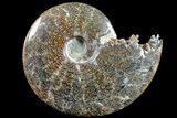 Polished Ammonite (Cleoniceras) Fossil - Madagascar #166303-1